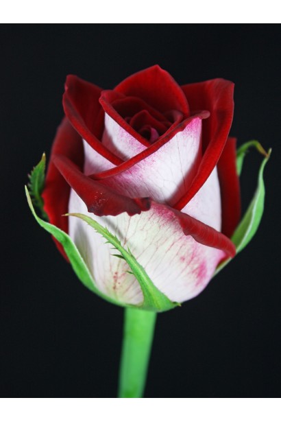 Троянда чайно-гібридна Люксор (біло-червона)